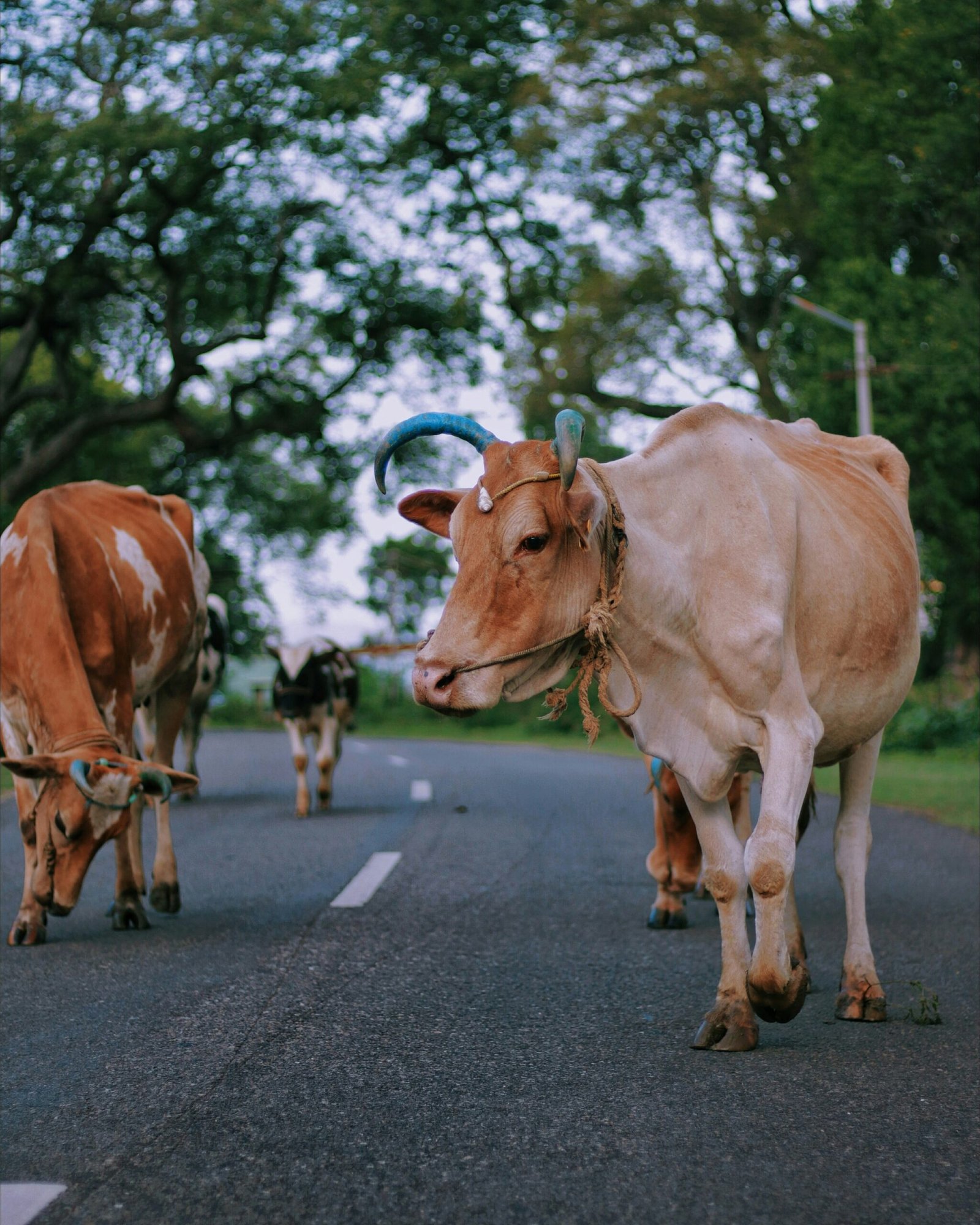 two brown cows walking near green leafed trees